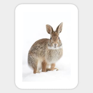 Eastern Cottontail rabbit Sticker